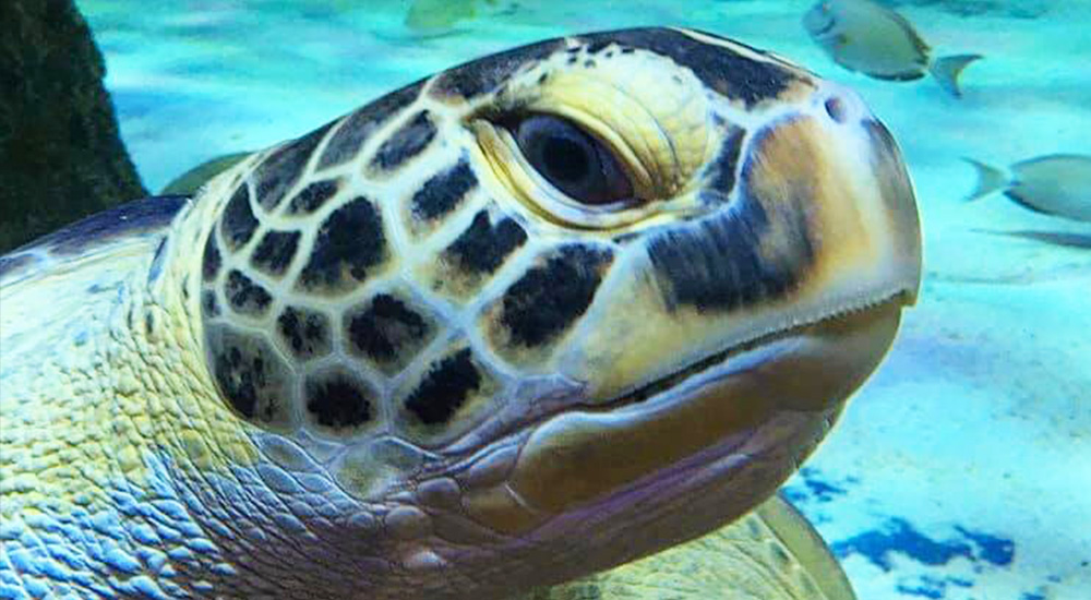 Carr Sea Turtle | SEA LIFE Aquarium