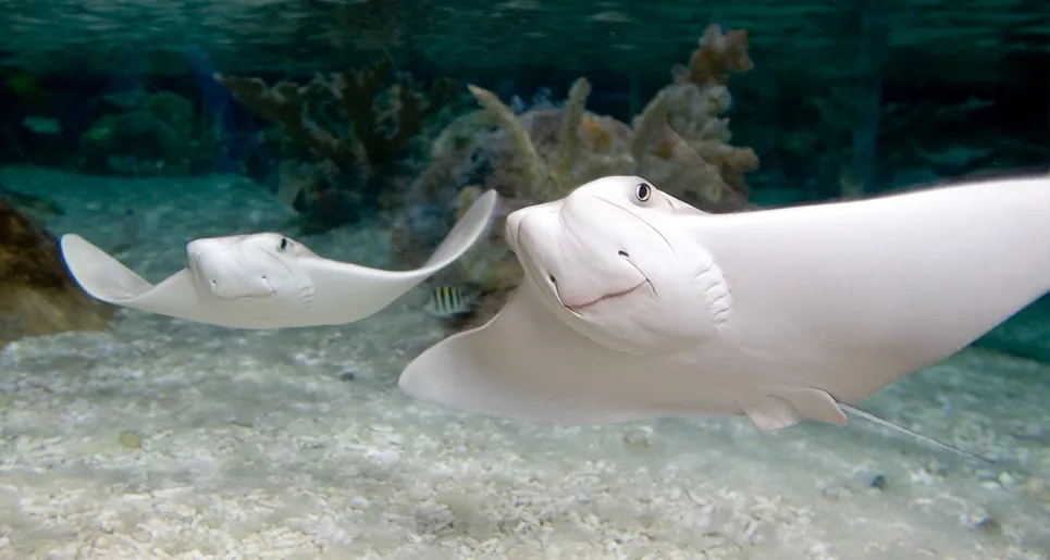 Stingray | SEA LIFE at Mall of America