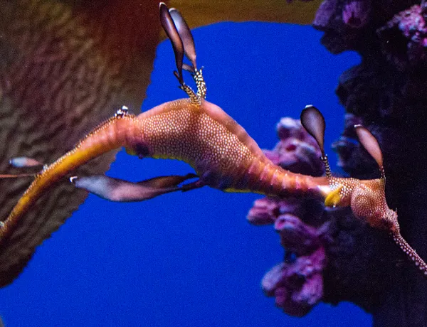 Weedy Sea Dragon | SEA LIFE at Mall of America