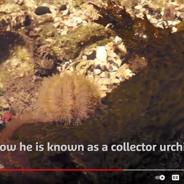 Sea Urchin Video Tile