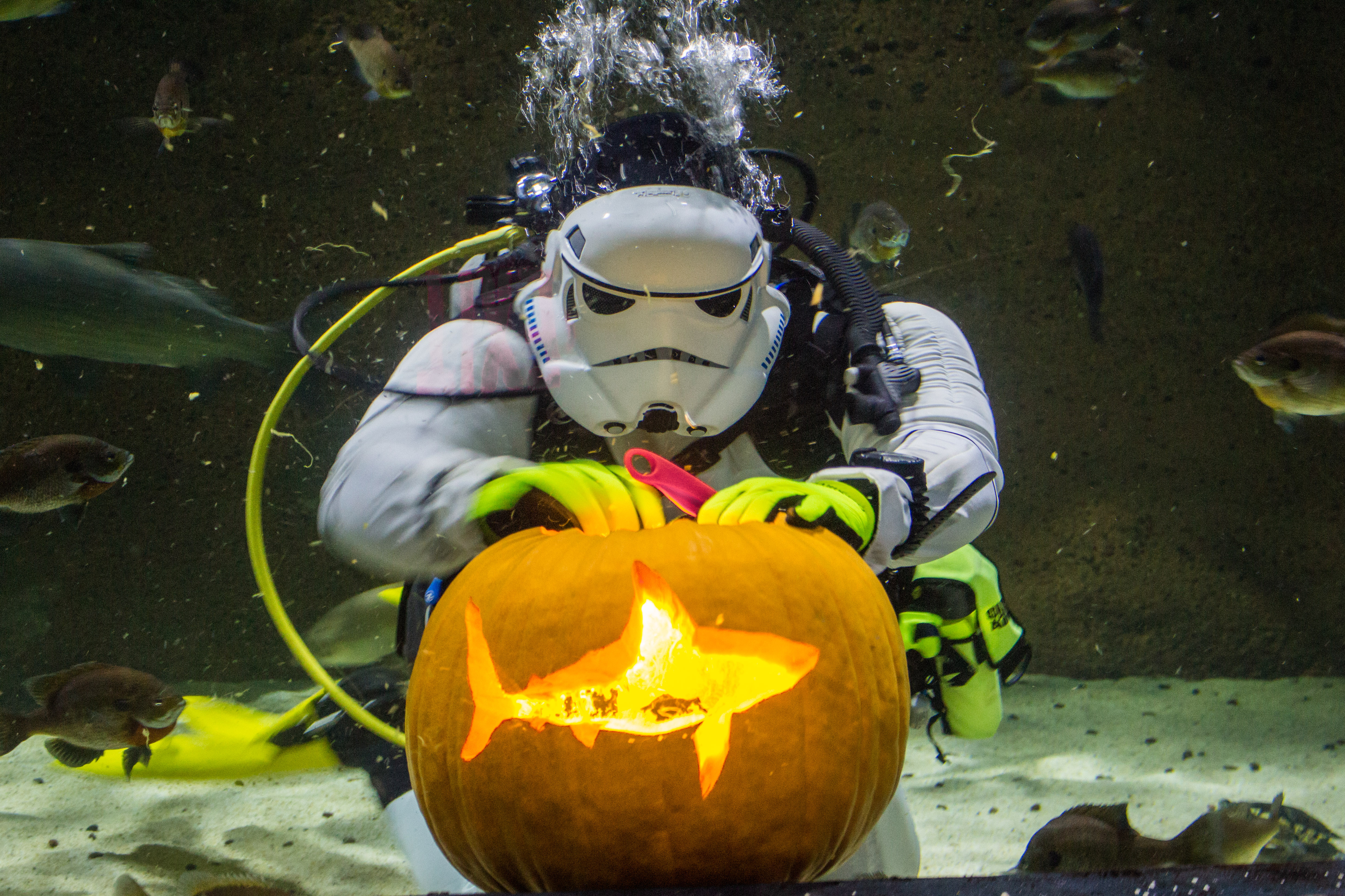Underwater Pumpkin Carving At SEA LIFE At MOA