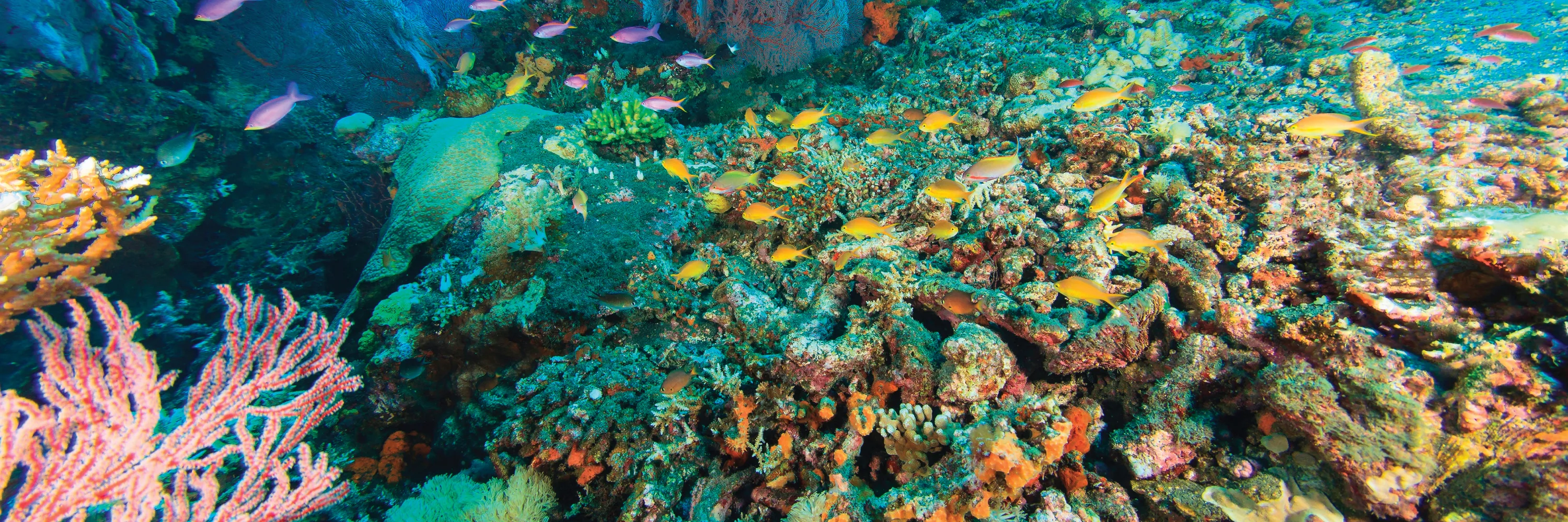 Event Page Header Desktop Coral 3 1