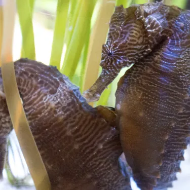 Seahorse Kingdom | SEA LIFE at Mall of America