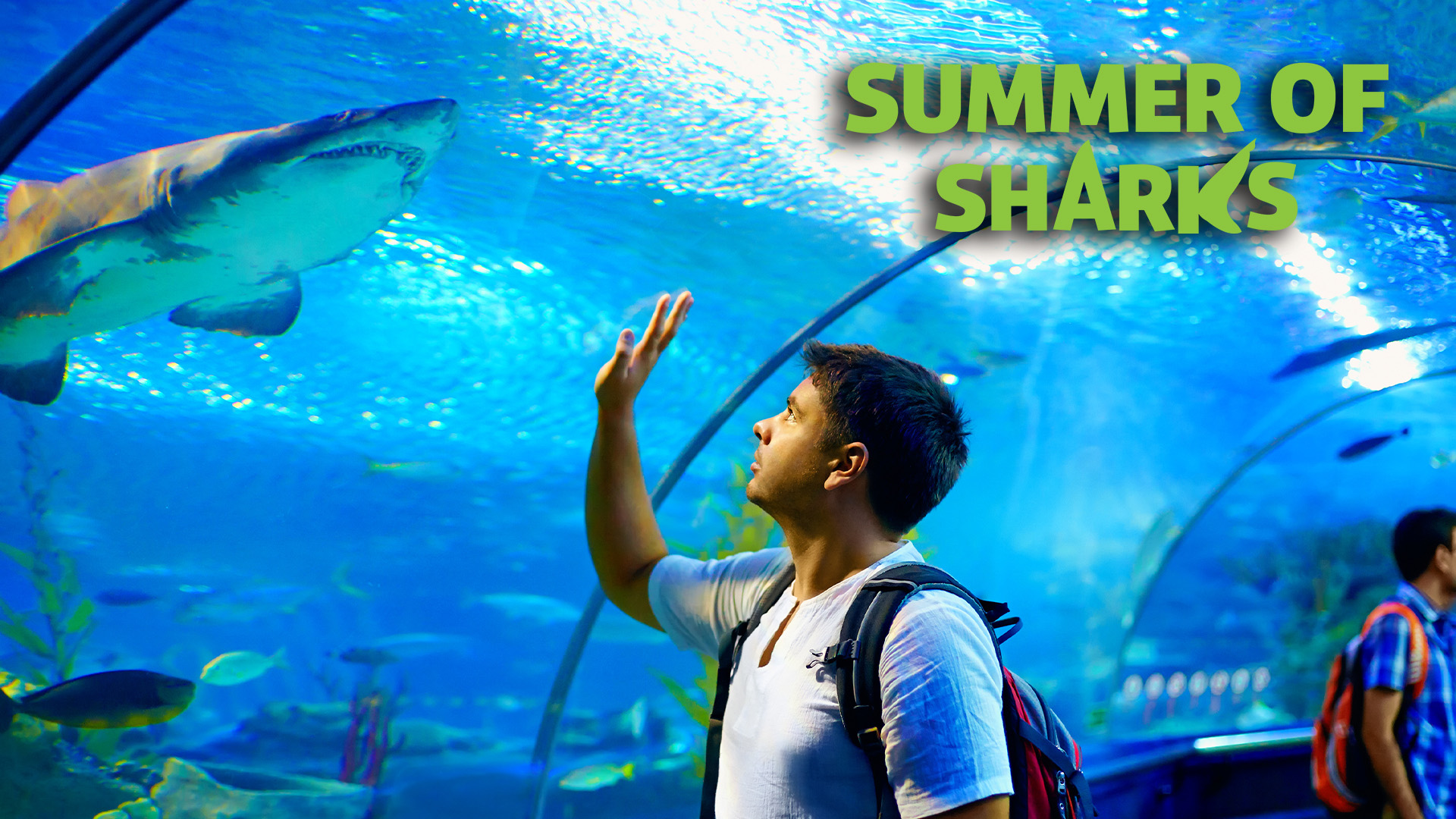Summer of Sharks | SEA LIFE at Mall of America