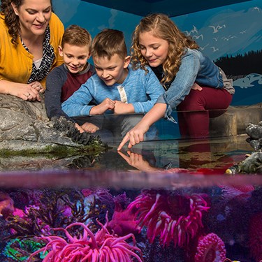 Touchpool | SEA LIFE at Mall of America