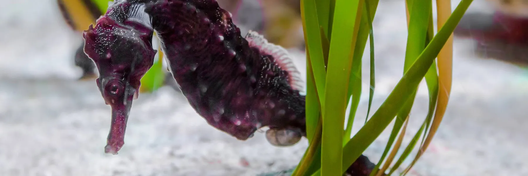 Seahorses at SEA LIFE