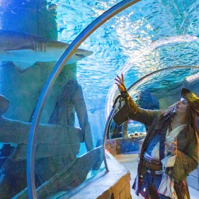 Pirate in Shark Tunnel