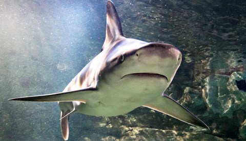 Shark | SEA LIFE Aquarium