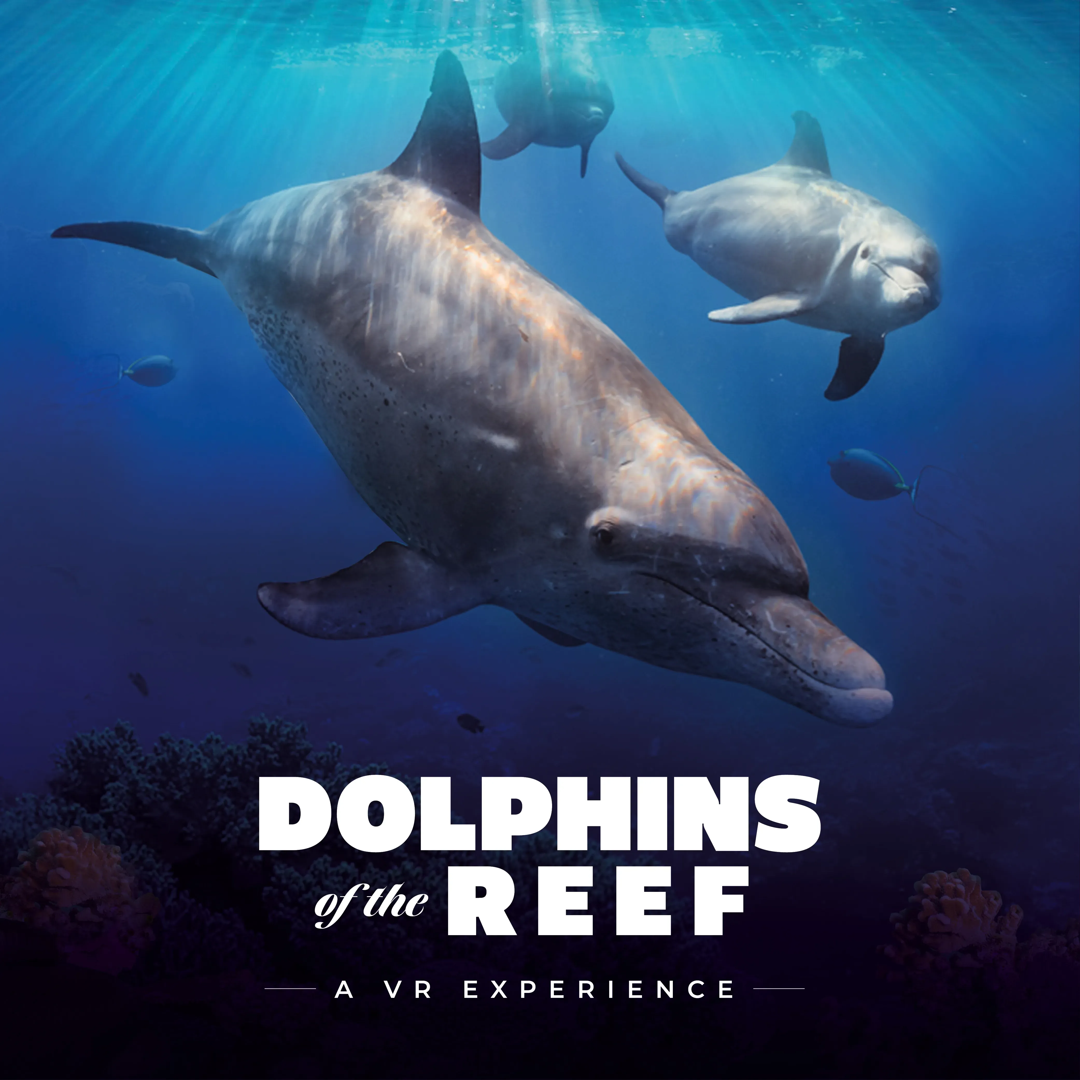 Dolphins Of The Reef English Social 1000 X 1000 Generic 1