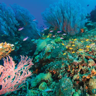 Event Page Header Mobile Coral 1 1