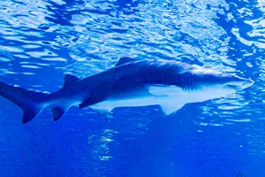 Sand Tiger Sharks | SEA LIFE at Mall of America
