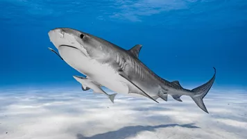 Immotion Shark Heroimage 2 2024