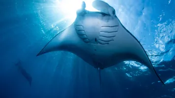 Immotion Mantas Heroimage 2 2024