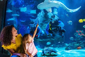 A mother and daughter joyfully observe an aquarium tank at SEA LIFE, filled with colorful fish, a large shark, and a turtle. Two scuba divers interact with the sea creatures inside the tank while the daughter excitedly points towards the shark. The scene captures a vibrant underwater environment and an engaging family experience at SEA LIFE Aquarium