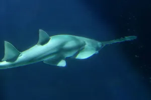 Sawfish at SEA LIFE Aquarium