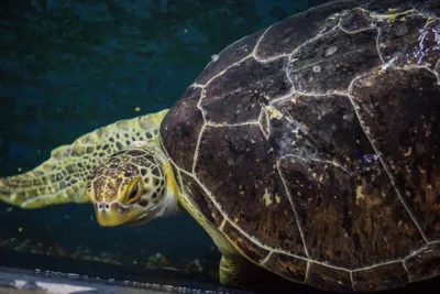 Seemore Green Sea Turtle