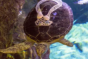 Green Sea Turtle | SEA LIFE at Mall of America