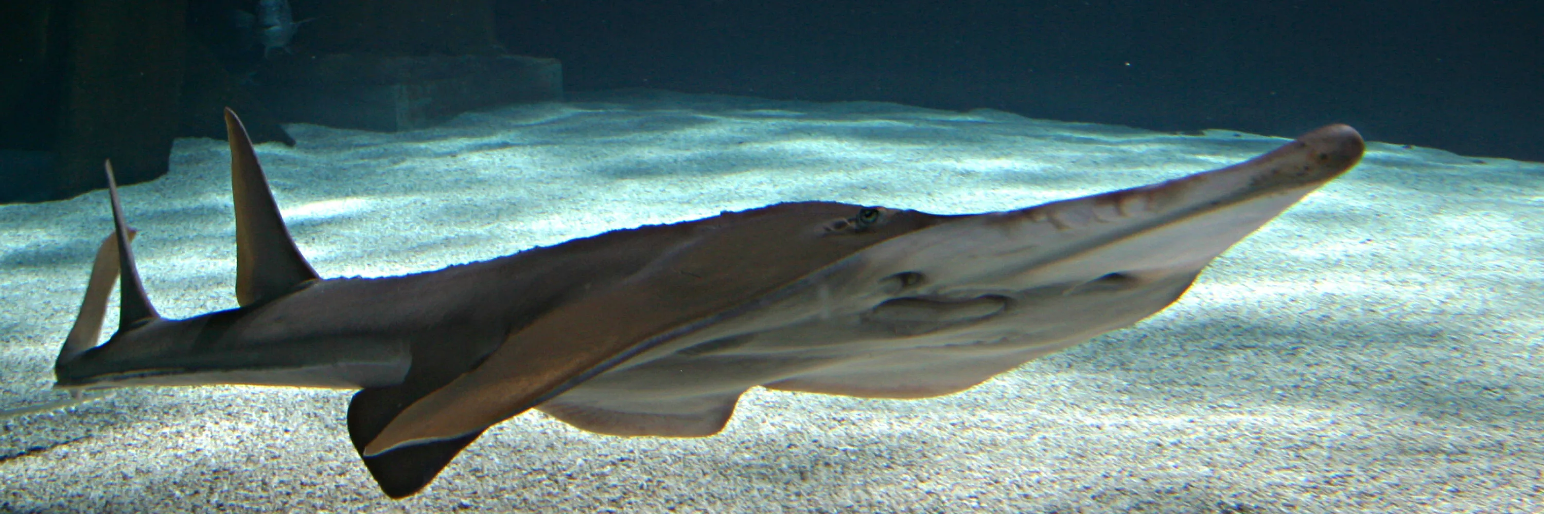 Guitarshark at SEA LIFE Aquarium