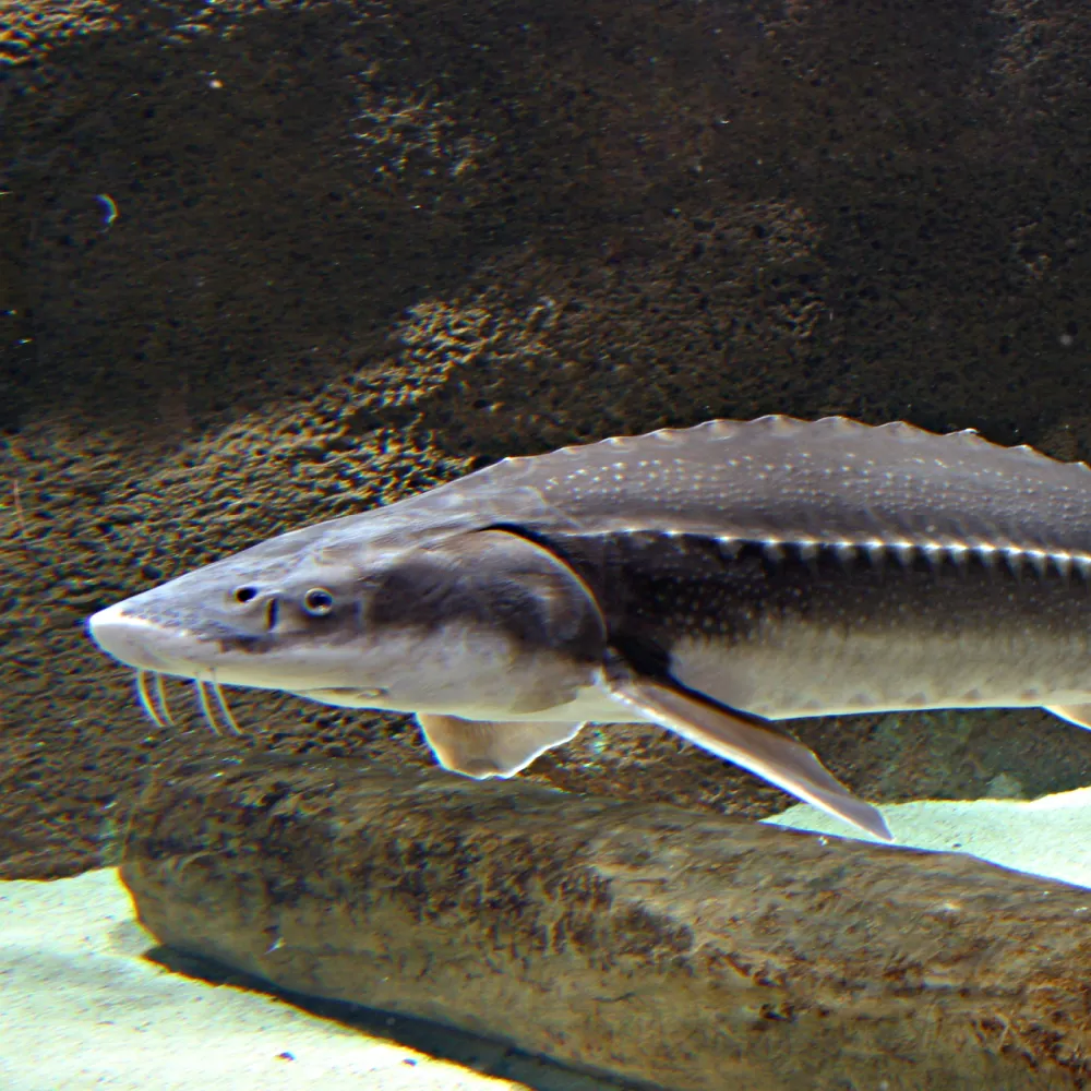 Sturgeon | SEA LIFE Aquarium