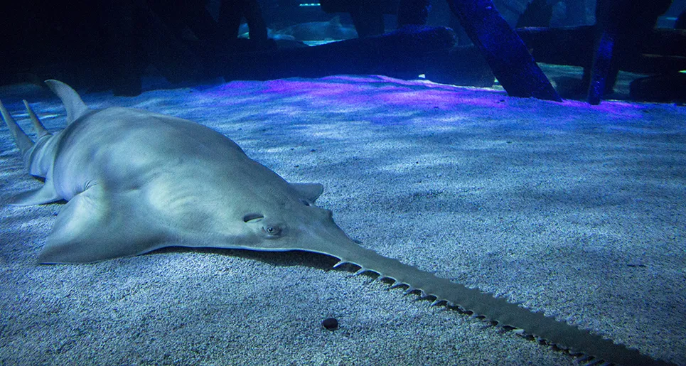 Green Sawfish | SEA LIFE at Mall of America