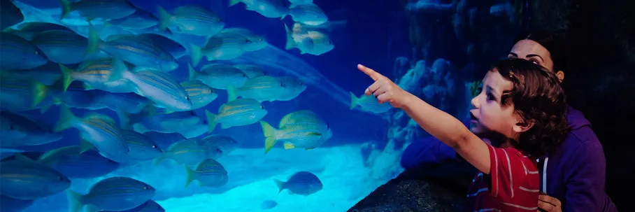 Sleep Under the Sea | SEA LIFE at Mall of America