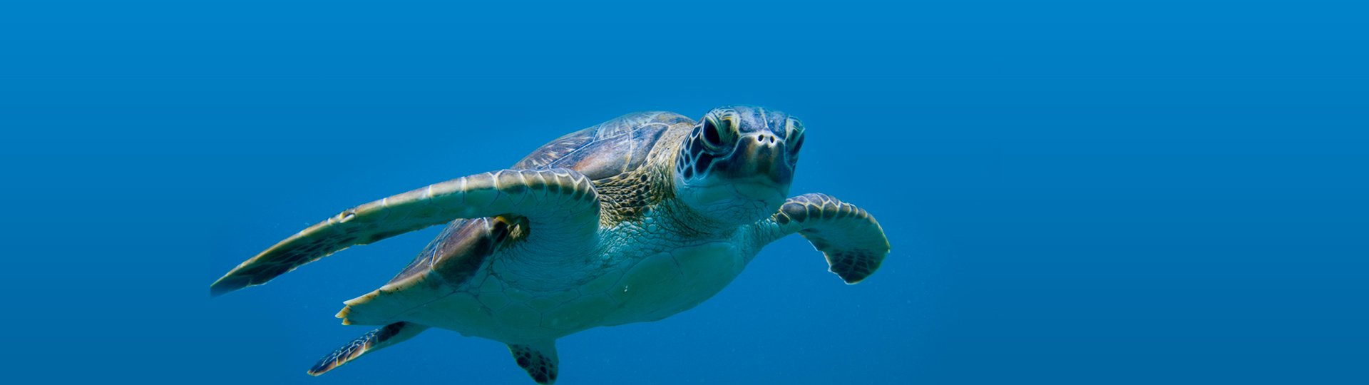 Sea Turtles | SEA LIFE at Mall of America