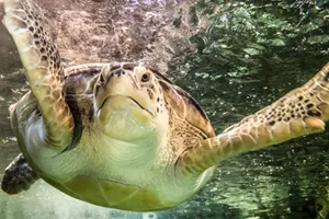 Sea Turtle at SEA LIFE | SEA LIFE Aquarium