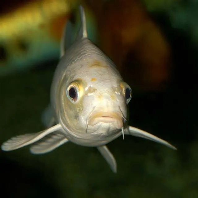 Freshwater Exhibit | SEA LIFE Aquarium