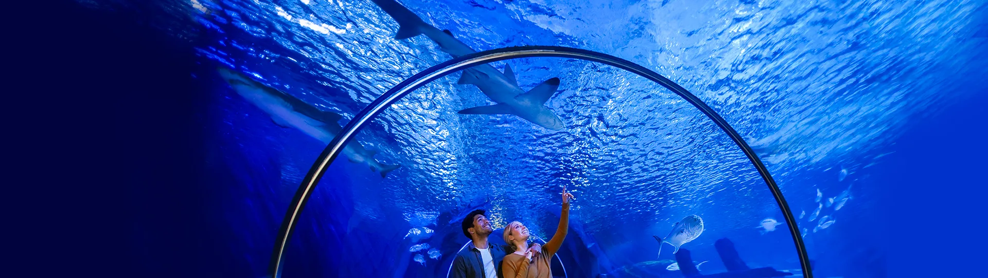 Gigantic Sharks | SEA LIFE at Mall of America