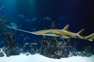 Green Sawfish | SEA LIFE at Mall of America