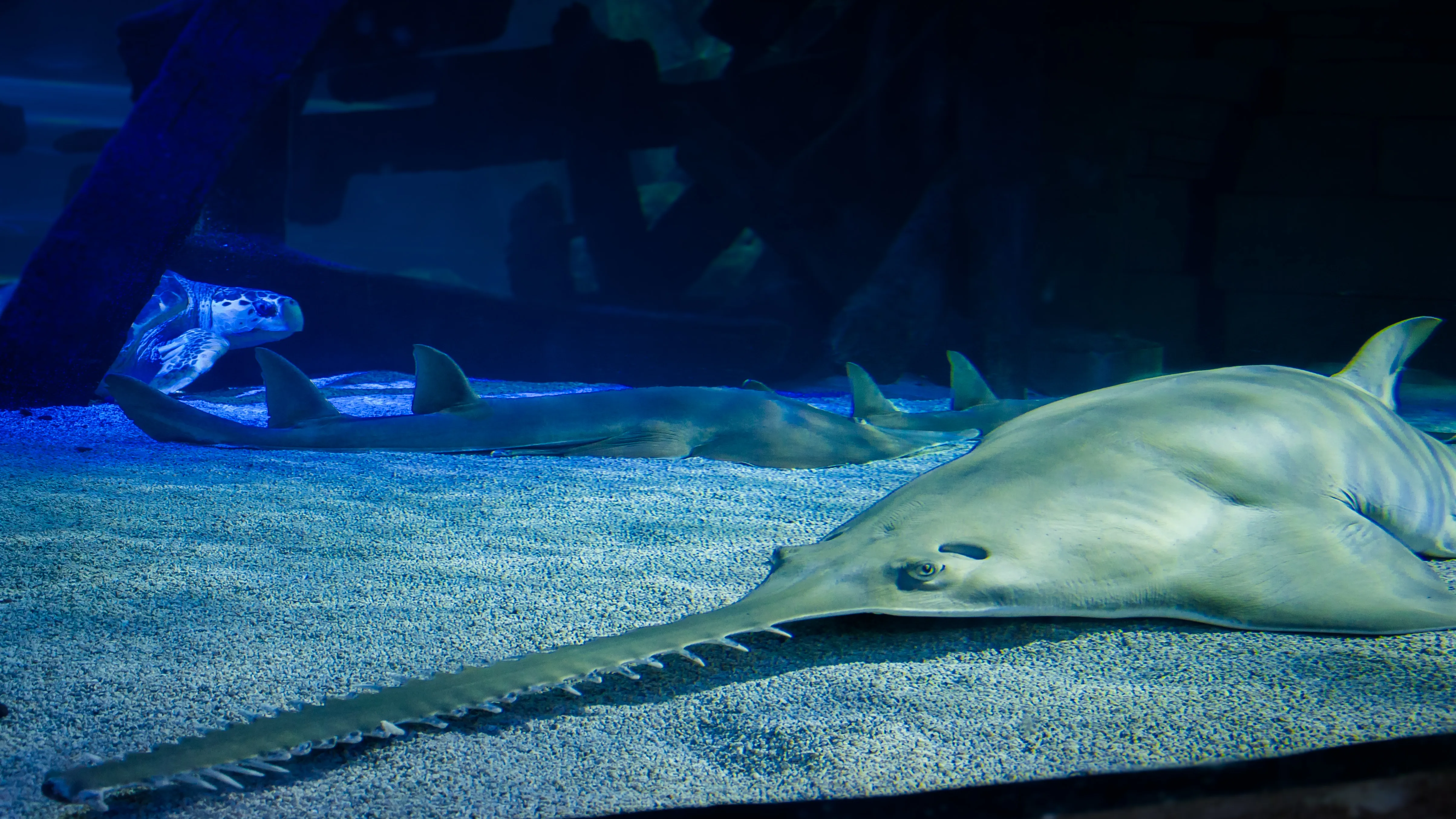 Sawfish at SEA LIFE Aquarium