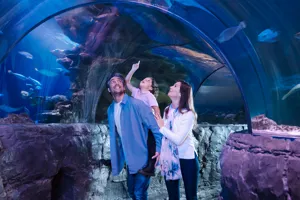 World Famous Ocean Tunnel at SEA LIFE Aquarium