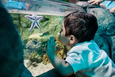 Sealife Schools Seastar Youngboy | SEA LIFE Aquarium