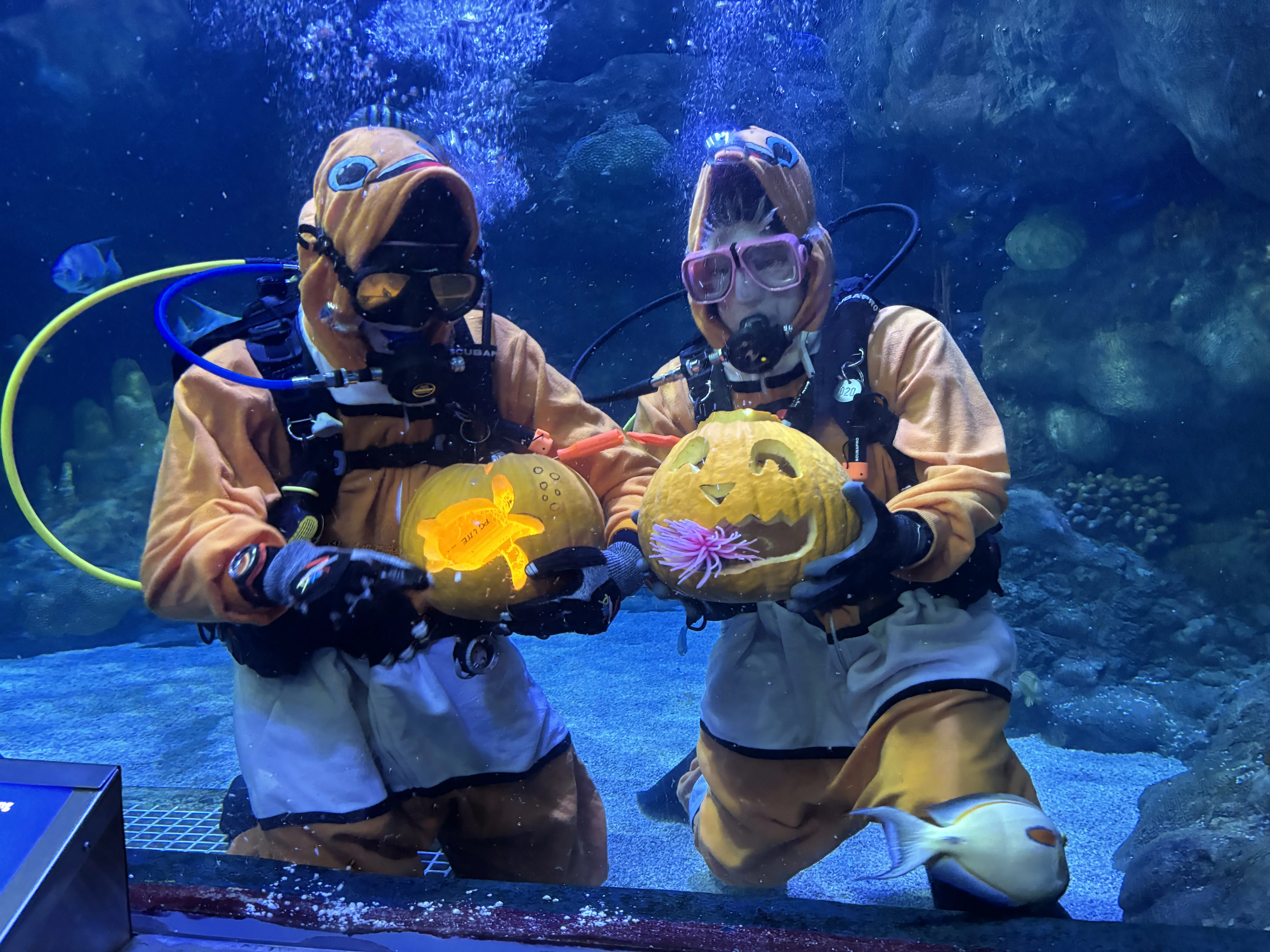 Underwater Pumpkin Carving | SEA LIFE at Mall of America