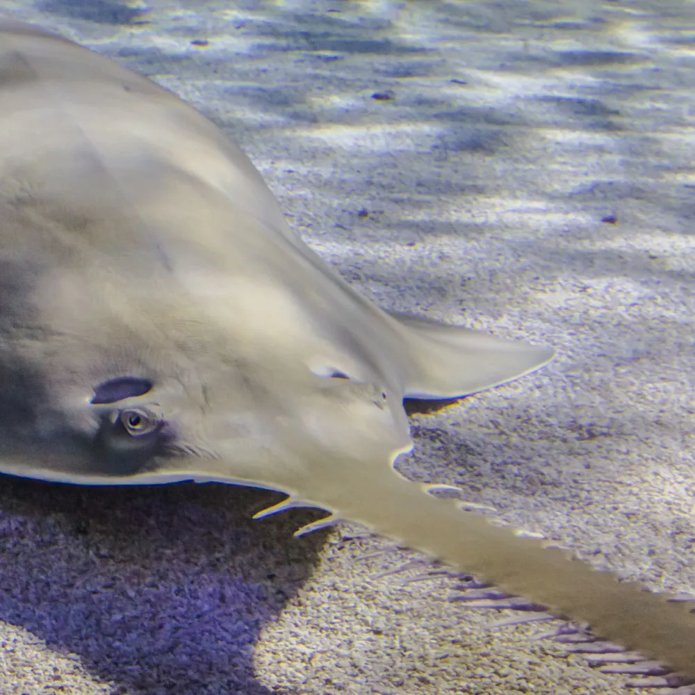 Sawfish at SEA LIFE Aquarium