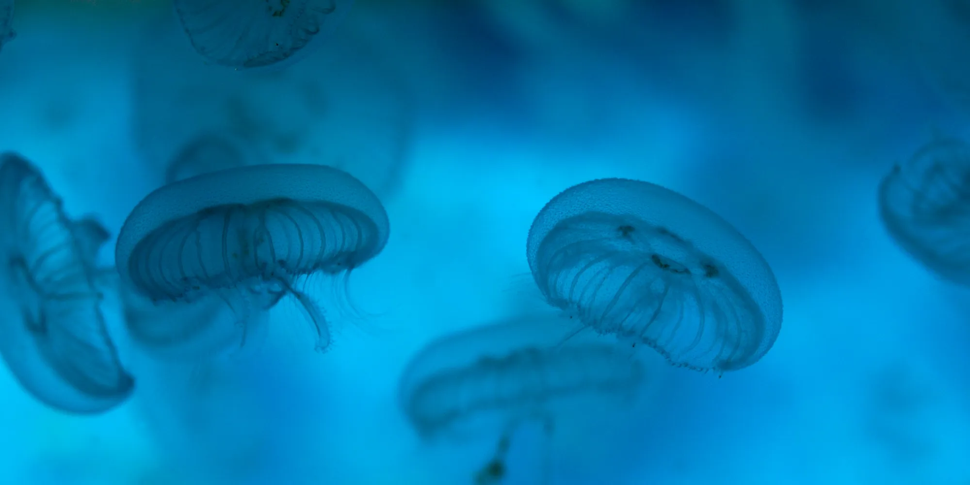 Jellyfish | SEA LIFE Aquarium