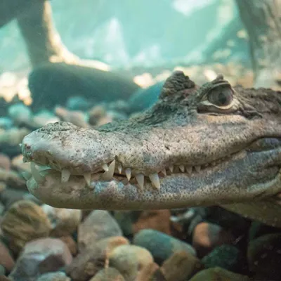 Croc | SEA LIFE at Mall of America