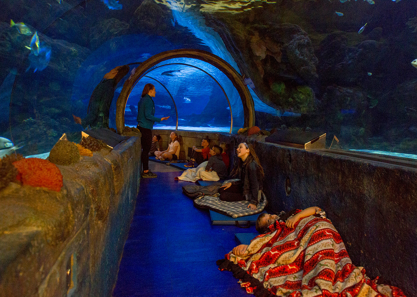 Sleep Under the Sea | SEA LIFE at Mall of America