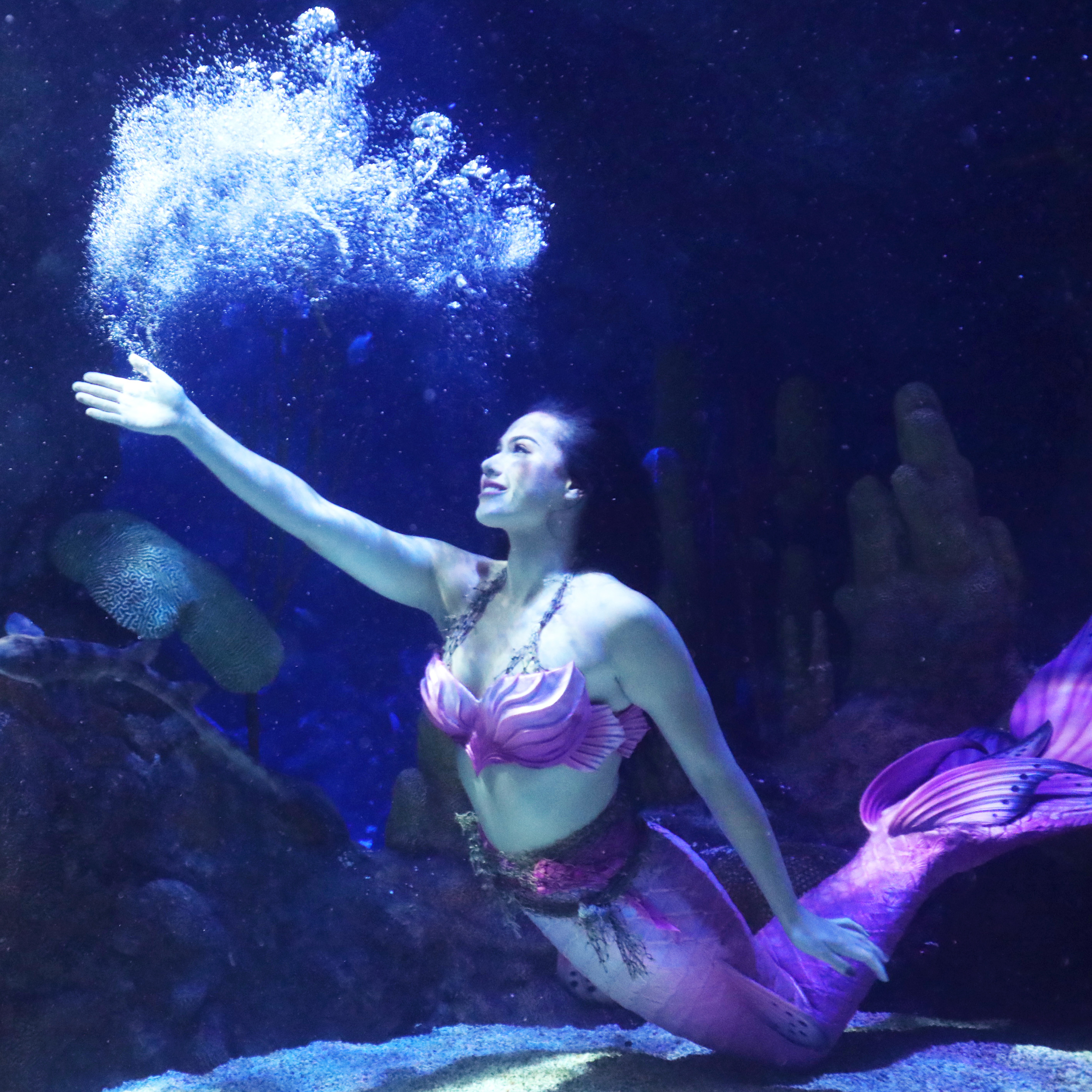 Meet a Mermaid | SEA LIFE at Mall of America