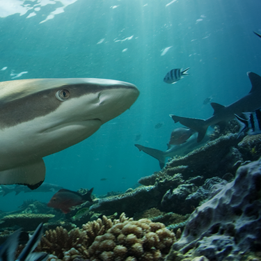 Black Tip Shark | SEA LIFE Aquarium