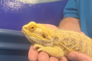 Animal Ambassador2