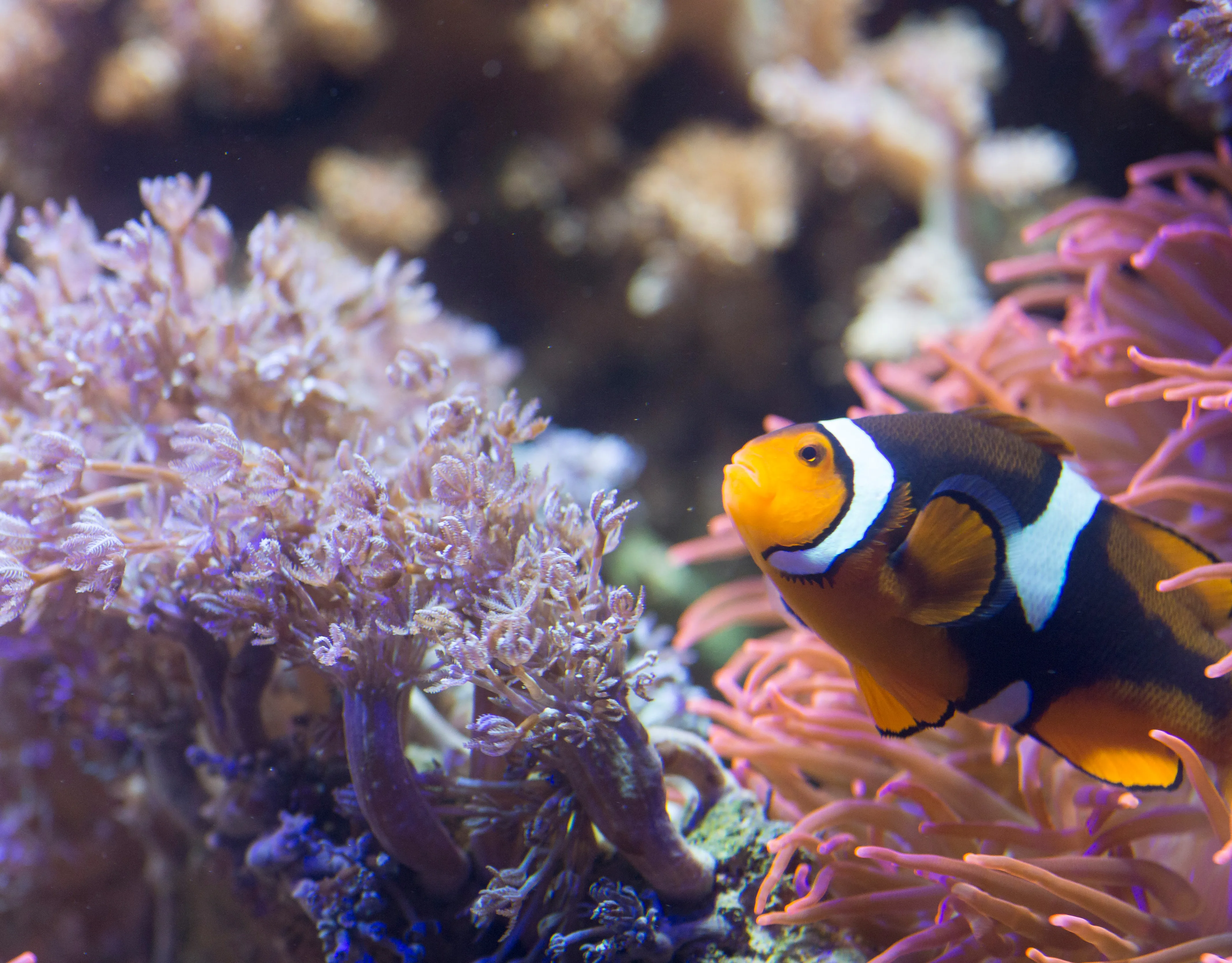 Clownfish Cropped