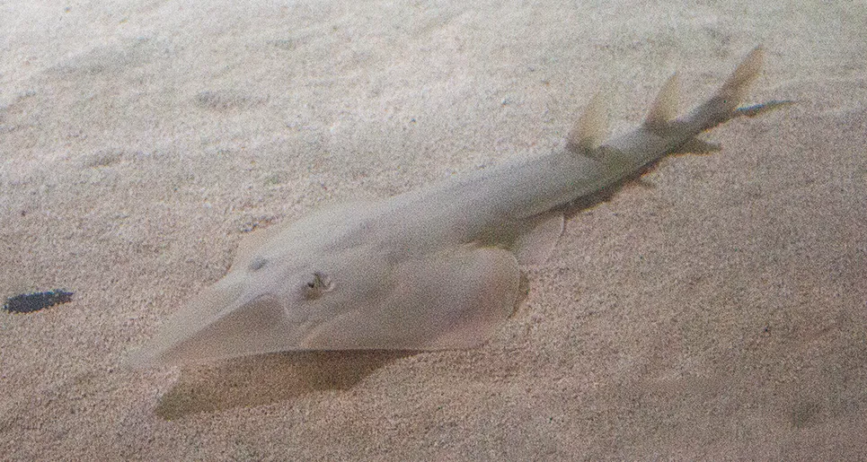 Guitarshark Babies | SEA LIFE at Mall of America