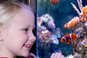 Nemo Girl | SEA LIFE Aquarium