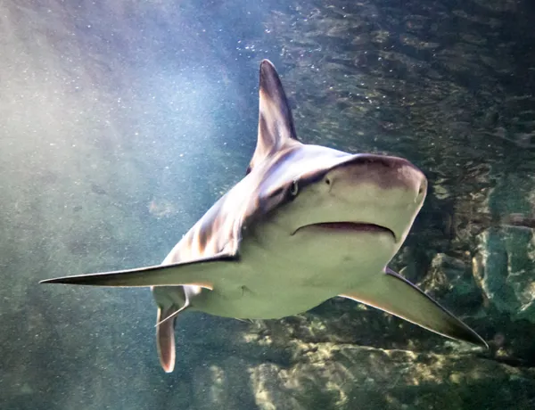 Talks & Feeds | SEA LIFE Aquarium