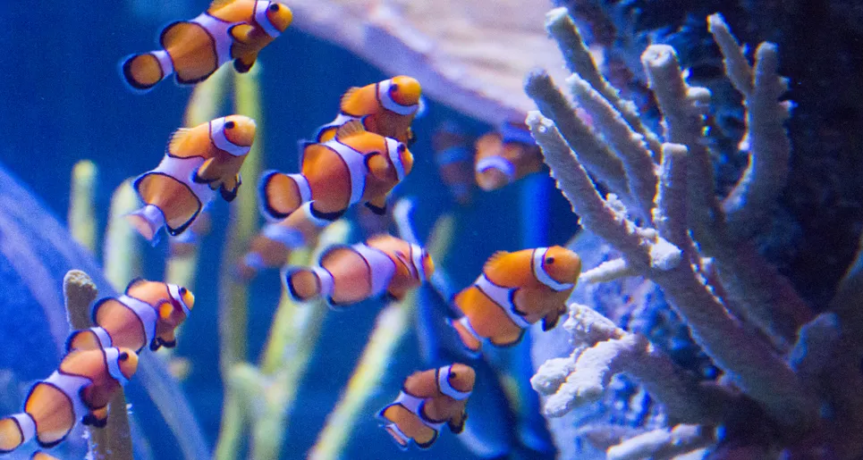 Coral Caves | SEA LIFE at Mall of America