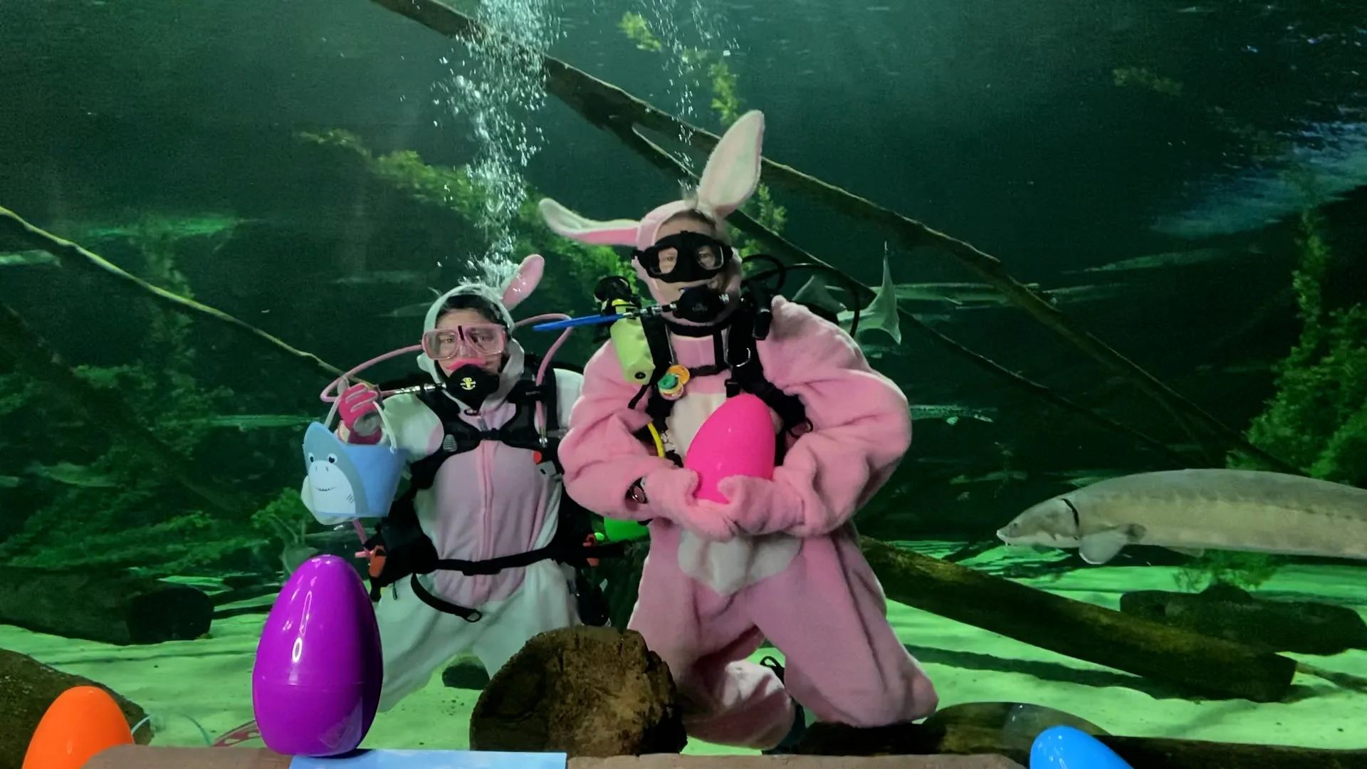 Scuba Bunny
