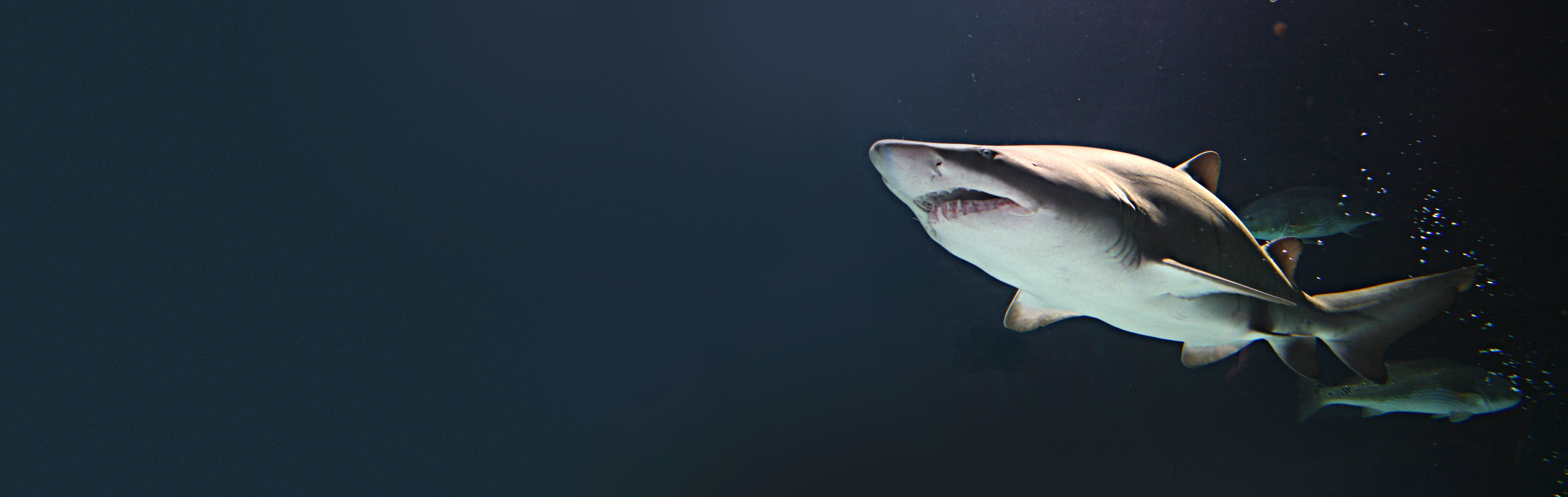 Come face to fin with dozens of giant sharks at SEA LIFE at Mall of America!