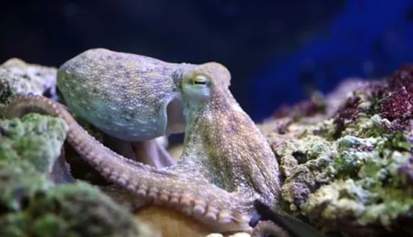 Oktopus