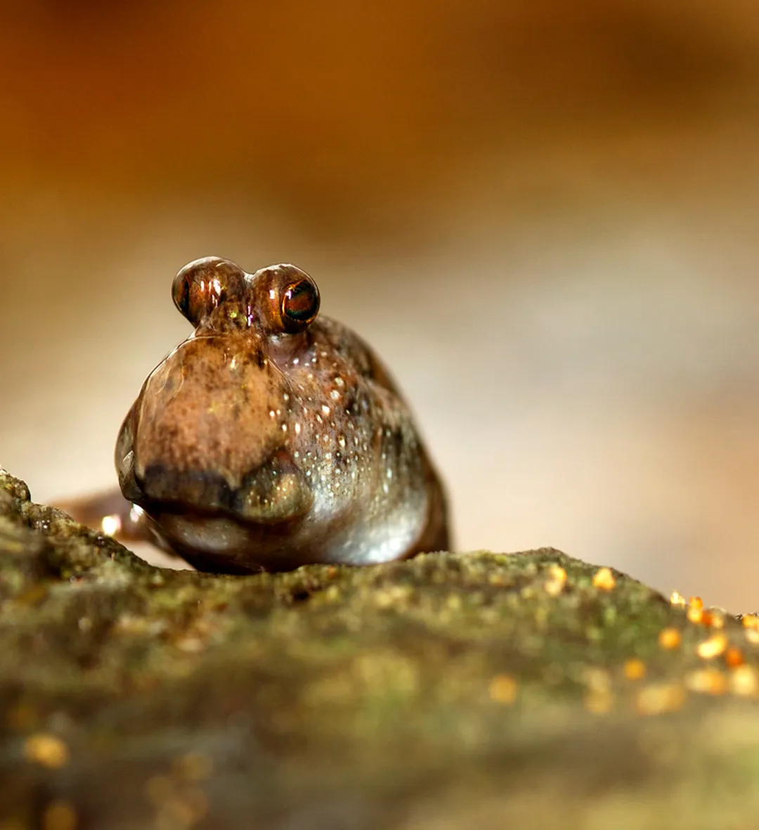 Common Mudskipper